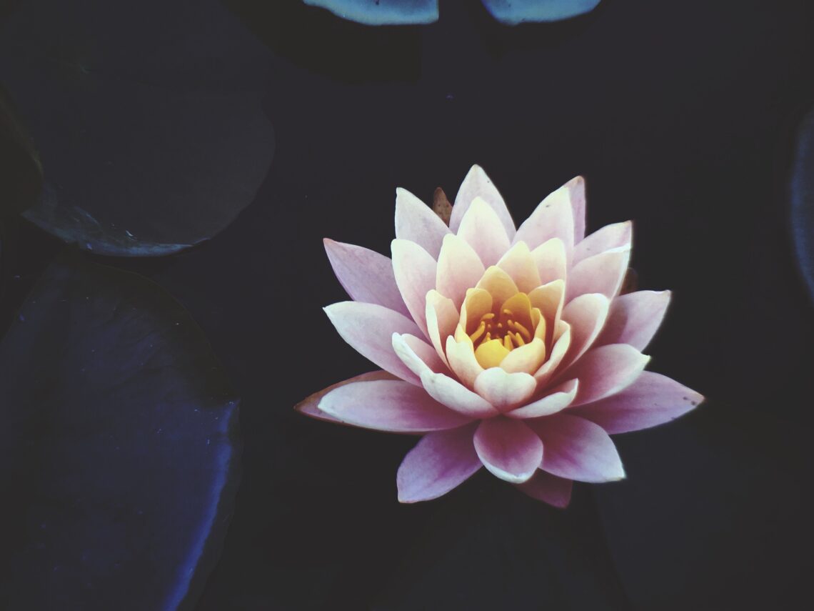 lotus flowe