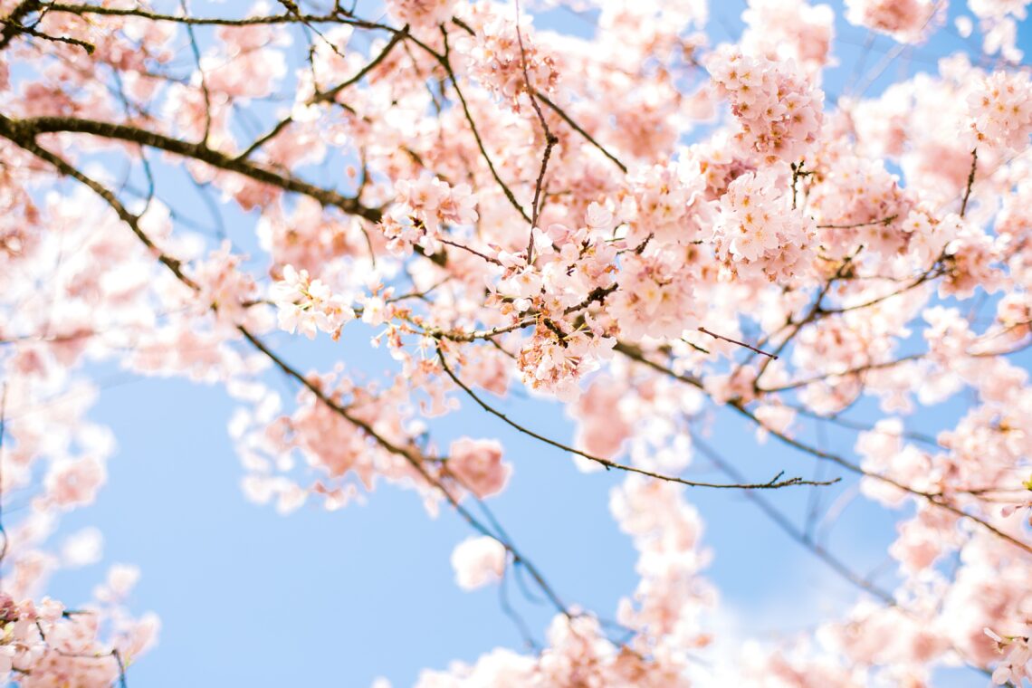 cherry blossoms