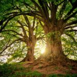 Trees