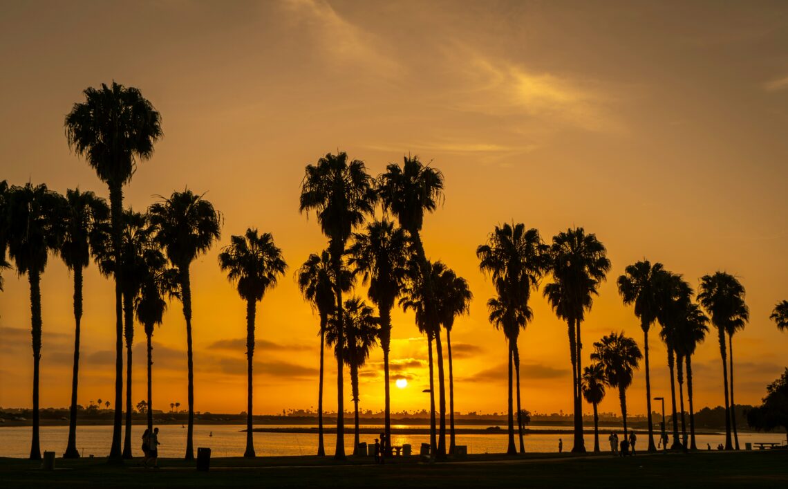Sunset Palms