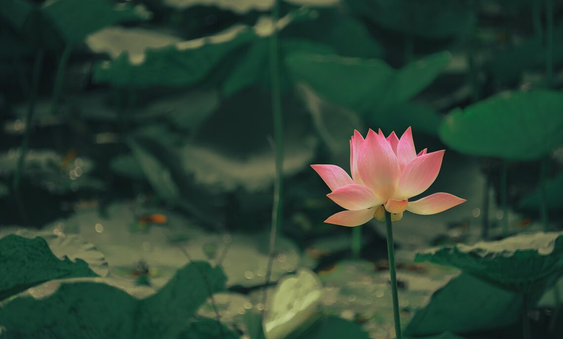 lotus flower